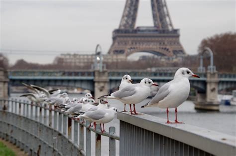 フランス 世界遺産 - パリの空に浮かぶエッフェル塔はなぜカモメと会話するのか？